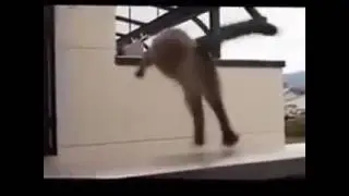 Cat Jump....!!!  Sail....!!!!! AWOLNATION