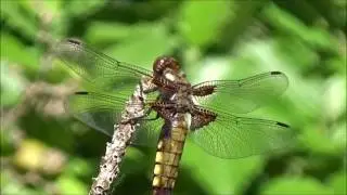 Libellula depressa - 