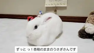 写真撮影をしていたら疲れて ずうっと！ 香箱になってしまった うさぎさん