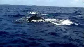 Planet Wildlife - Whale surfacing