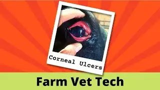 Farm Vet Tech - Corneal Ulcers - Should I Call The Vet?