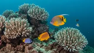Meditation Music to Calm the Mind, Calm Nerves &bull; Peaceful Relaxation