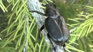 Scarab Beetle (Scarabaeidae: Osmoderma subplanata) Close-up