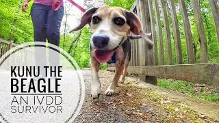 Lessons from Kunu the Beagle, a super dog IVDD survivor