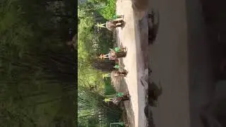 Bangkok Safari Elephant Show | #kodalivlogs #kodalinagvlogs #travel #elephant  #bangkok