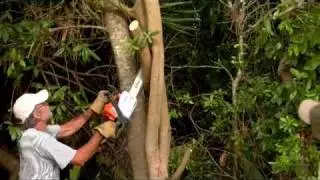 Brazilian Pepper Spoof