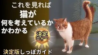 【決定版】猫の尻尾の動きで分かる「気持ちの変化」完全ガイド