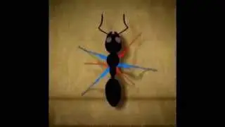 This Is How Ants Walk - The Fascinating Videos