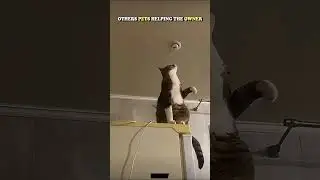 cats 🫡 #cat #fumny #shorrts #shortsfeed #RanDomTV