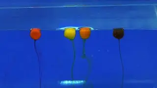 N&aacute;straha na lov veľk&yacute;ch kaprov - Haldorado Tornado Wafters