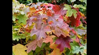 Hydrangeas... in Utah? Add major fall color to your garden with these 5 plants