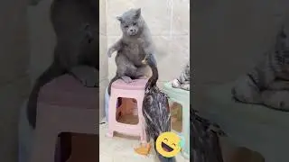 Chats dr&ocirc;les et combat de canard