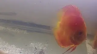 Edisi peliharaan DISCUS Berhasil Breeding Discus #discusfish #discusworld #discuslovers #ikandiscus