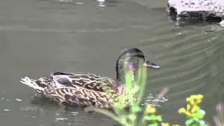 Quacking duck