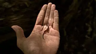 Albino Spotted Salamander and a Northern Dusky Salamander