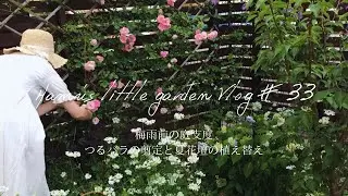梅雨前の庭支度/つるバラの剪定と夏花壇の植え替え