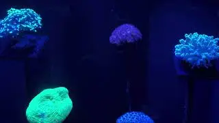 Flashlight Fish and Corals