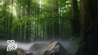 Beautiful Relaxing Music for Stress Relief | Peaceful Piano Music | Cinematic