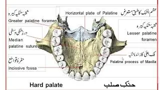 ANA 7 Hard palate