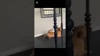 Dogs are pure comedy 🐶😂 #shorts #fypシ #fy #funny #dogsoftiktok #dogs #viral #lol #pets #voxnarratia