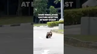 Rare Himalayan Vulture spotted at ECP