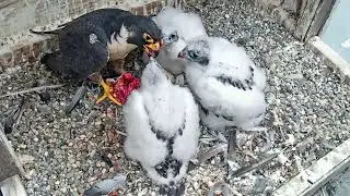 #falcon Cam2#37 mother birds brings food to feed her chicks in the nest, Falcon babies feeding