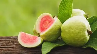 Harvesting Guavas#organicfarming #guavafruit #youtubeshorts #freshfam