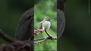 Kalipta Anna
