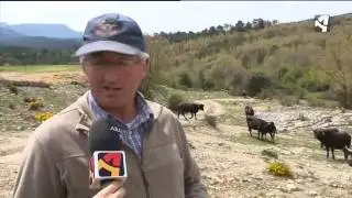 Vaca Serrana de Teruel