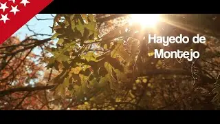 Hayedo de Montejo. Madrid