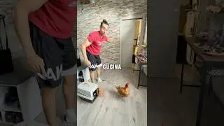 PORTO UNA GALLINA🐓 IN CASA‼️🏠 *scherzo a mia madre*😂 #gallina #scherzo #mamma #casa #animali
