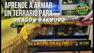 Armado terrario básico para dragón Barbudo #pogona #reptil #reptiles #animal #animales #mascotas
