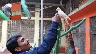 Cockatiels Is The Best Bird / Breeding Progress Of My Bird Farm / Charitable Seba Work.