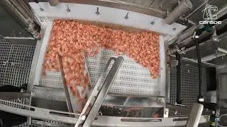 IQF Freezer CS2310 - Automatic In- and Outfeed for IQF freezing