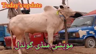 Gondal Maweshi Mandi Attock Latest Update 26/01/2026 Fatehjangi Bull