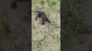 #kitten #cutecat #cute #cutekitty #shortvideo #cutepet #kittensofshort