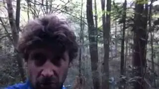 TrekEast Home Video: Dying Hemlock trees