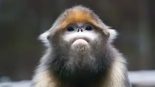 CGTN Nature: Mount Fanjing Series | Ep. 3: Gray Snub-nosed Monkey