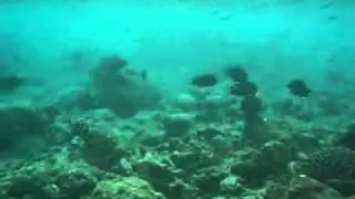 Black Surgeonfish-1/2