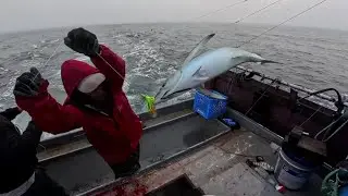 Fast & Furious Tuna Action 🎥🐟
