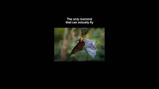 Animals facts Compilation-THINKING TEEMO #animals #facts #animalfacts