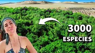 ¡Cómo esta mujer convierte el desierto en bosque de alimentos y plantas medicinales!