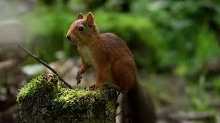Balance in life Guided Meditation ~ Squirrel Spirit ~Journey Within ~