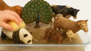 Water Play Time: Cleaning Muddy Animals