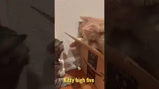 Kitty cat high five #cats