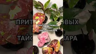 REVIEW OF NEW PLANTS FROM THE PATTAYA MARKET🙀 #plants #flowers #thailand #alocasia #plants #flowers