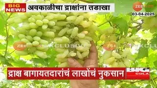 Nashik Grapes Crop Damage | नाशिकमध्ये अवकाळी पावसाचा द्राक्ष पिकांना मोठा तडाखा; लाखोंचं नुकसान