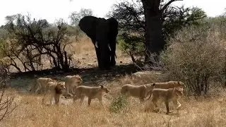 Elephant chased of Mazithi Lion Pride who were enjoying shade in hot day | Kruger | 15 October 2024