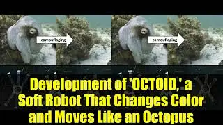 Разработка мягкого робота &laquo;OCTOID&raquo;, который меняет цвет и двигается как осьминог | Newswise