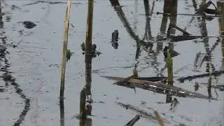 Marsh Wren Gathering Nesting Material at Delevan National Wildlife Refuge